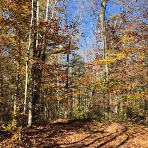 Photo of 302 + / - Acres of Hunting and Timberland for Sale in Sussex County VA!