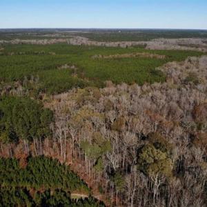 Photo of 302 + / - Acres of Hunting and Timberland for Sale in Sussex County VA!