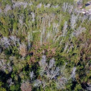 Photo of UNDER CONTRACT!!  50 Acres of Recreational and Hunting Land for Sale in Cumberland County NC!
