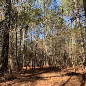 Photo of UNDER CONTRACT!!  50 Acres of Recreational and Hunting Land for Sale in Cumberland County NC!