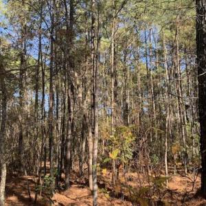 Photo of UNDER CONTRACT!!  50 Acres of Recreational and Hunting Land for Sale in Cumberland County NC!