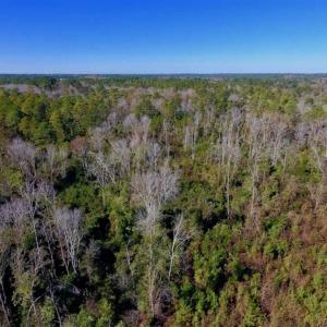 Photo of UNDER CONTRACT!!  50 Acres of Recreational and Hunting Land for Sale in Cumberland County NC!