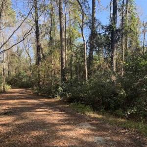 Photo of UNDER CONTRACT!!  50 Acres of Recreational and Hunting Land for Sale in Cumberland County NC!