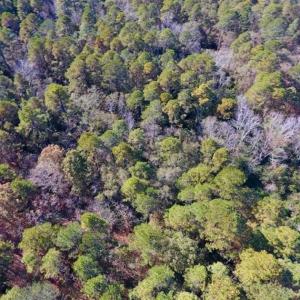 Photo of UNDER CONTRACT!!  50 Acres of Recreational and Hunting Land for Sale in Cumberland County NC!