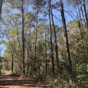 Photo of UNDER CONTRACT!!  50 Acres of Recreational and Hunting Land for Sale in Cumberland County NC!