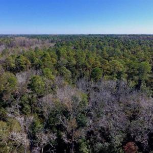 Photo of UNDER CONTRACT!!  50 Acres of Recreational and Hunting Land for Sale in Cumberland County NC!