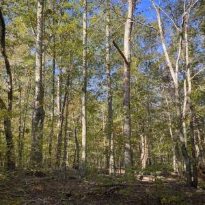 Photo of 9.28 +/-  acres of Building / Recreational Land for Sale in Person County, NC!