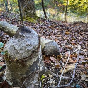Photo of 9.28 +/-  acres of Building / Recreational Land for Sale in Person County, NC!