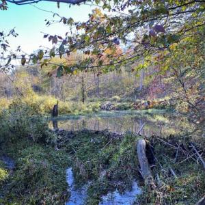 Photo of 9.28 +/-  acres of Building / Recreational Land for Sale in Person County, NC!
