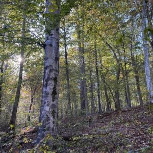 Photo of 9.28 +/-  acres of Building / Recreational Land for Sale in Person County, NC!
