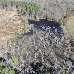 Photo of UNDER CONTRACT!!  146 acres of Timberland and Farmland For Sale in Robeson County, NC!