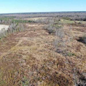 Photo of UNDER CONTRACT!!  146 acres of Timberland and Farmland For Sale in Robeson County, NC!