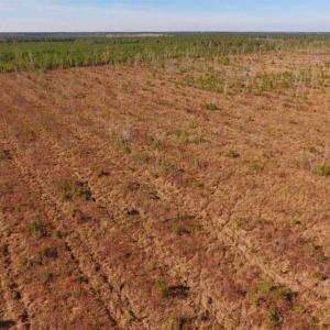 Photo of UNDER CONTRACT!!  100 Acres of Farmland, Timberland, and Hunting Land For Sale in Jones County NC!