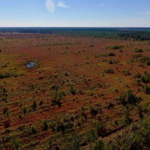 Photo of UNDER CONTRACT!!  100 Acres of Farmland, Timberland, and Hunting Land For Sale in Jones County NC!