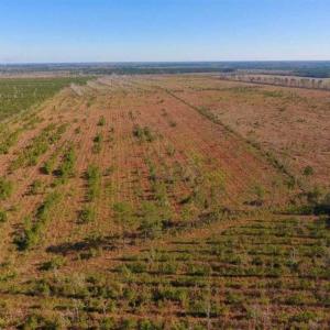 Photo of UNDER CONTRACT!!  100 Acres of Farmland, Timberland, and Hunting Land For Sale in Jones County NC!