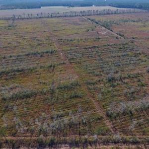Photo of UNDER CONTRACT!!  106.3 Acres of Farmland, Timberland, and Hunting Land For Sale in Jones County NC!