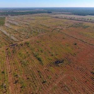 Photo of UNDER CONTRACT!!  106.3 Acres of Farmland, Timberland, and Hunting Land For Sale in Jones County NC!