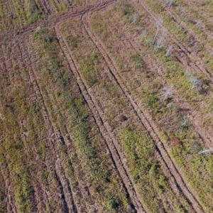 Photo of UNDER CONTRACT!!  100 Acres of Farmland, Timberland, and Hunting Land For Sale in Jones County NC!