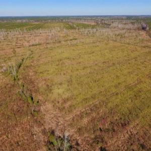 Photo of UNDER CONTRACT!!  100 Acres of Farmland, Timberland, and Hunting Land For Sale in Jones County NC!