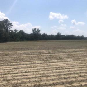 Photo of SOLD!!  94 Acres of Farm and Hunting Land For Sale in Robeson County NC!