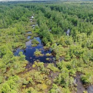 Photo of SOLD!!  125 Acres of Duck Hunting Land and Cabin Site For Sale in Robeson County NC!