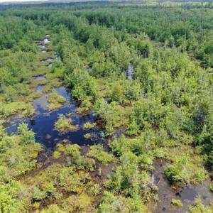 Photo of SOLD!!  125 Acres of Duck Hunting Land and Cabin Site For Sale in Robeson County NC!