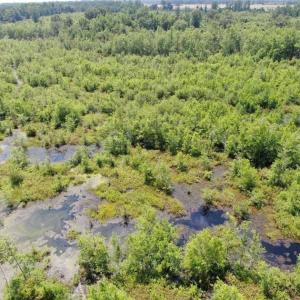Photo of SOLD!!  125 Acres of Duck Hunting Land and Cabin Site For Sale in Robeson County NC!