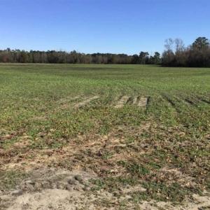 Photo of 24 acres of Farm Land for Sale in Robeson County NC!