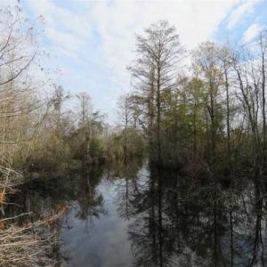Photo of UNDER CONTRACT!!  50 Acres of Hunting Land For Sale in Robeson County NC!