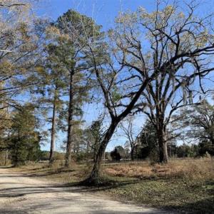 Photo of 36.4 Acres of River Front Hunting and Timber Land For Sale in Craven County NC!
