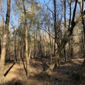 Photo of 36.4 Acres of River Front Hunting and Timber Land For Sale in Craven County NC!
