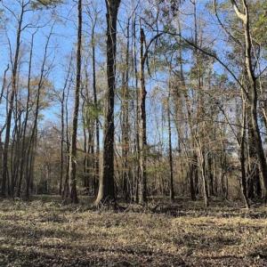 Photo of 36.4 Acres of River Front Hunting and Timber Land For Sale in Craven County NC!