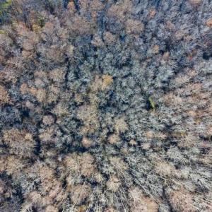 Photo of 36.4 Acres of River Front Hunting and Timber Land For Sale in Craven County NC!