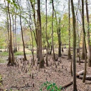 Photo of 34.4 Acres of Hunting and Farm Land For Sale in Craven County NC!