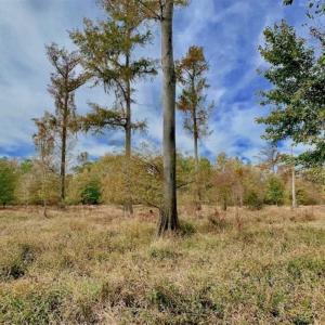 Photo of 34.4 Acres of Hunting and Farm Land For Sale in Craven County NC!