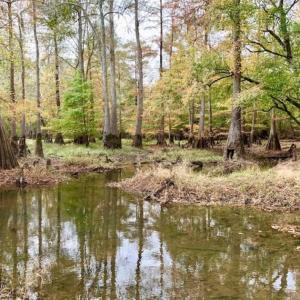Photo of 34.4 Acres of Hunting and Farm Land For Sale in Craven County NC!