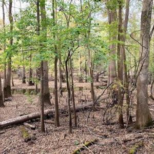 Photo of 34.4 Acres of Hunting and Farm Land For Sale in Craven County NC!