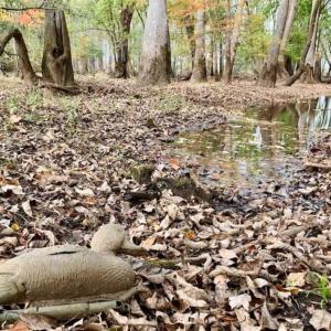 Photo of 34.4 Acres of Hunting and Farm Land For Sale in Craven County NC!