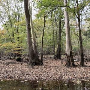 Photo of 34.4 Acres of Hunting and Farm Land For Sale in Craven County NC!