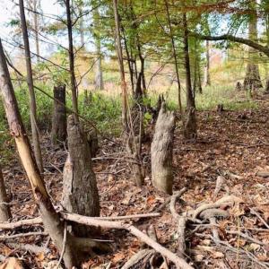 Photo of 34.4 Acres of Hunting and Farm Land For Sale in Craven County NC!