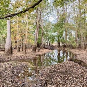Photo of 34.4 Acres of Hunting and Farm Land For Sale in Craven County NC!