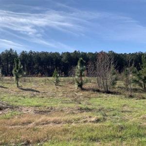 Photo of 19.64 Acres of Tar River Hunting Land For Sale in Edgecombe County NC!