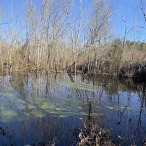 Photo of 19.64 Acres of Tar River Hunting Land For Sale in Edgecombe County NC!