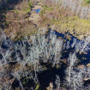 Photo of 19.64 Acres of Tar River Hunting Land For Sale in Edgecombe County NC!