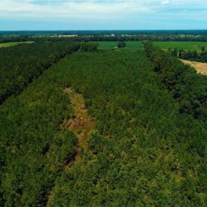 Photo of UNDER CONTRACT!  29 Acres of Farm and Timber Land For Sale in Duplin County NC!