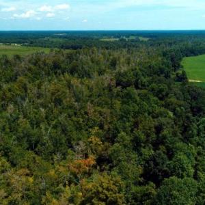 Photo of UNDER CONTRACT!!  35 Acres of Farm and Hunting Land For Sale in Duplin County NC!