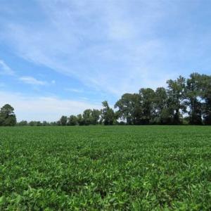 Photo of UNDER CONTRACT!!  35 Acres of Farm and Hunting Land For Sale in Duplin County NC!