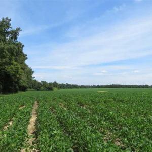 Photo of UNDER CONTRACT!!  35 Acres of Farm and Hunting Land For Sale in Duplin County NC!