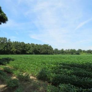 Photo of UNDER CONTRACT!!  35 Acres of Farm and Hunting Land For Sale in Duplin County NC!