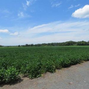 Photo of UNDER CONTRACT!!  35 Acres of Farm and Hunting Land For Sale in Duplin County NC!